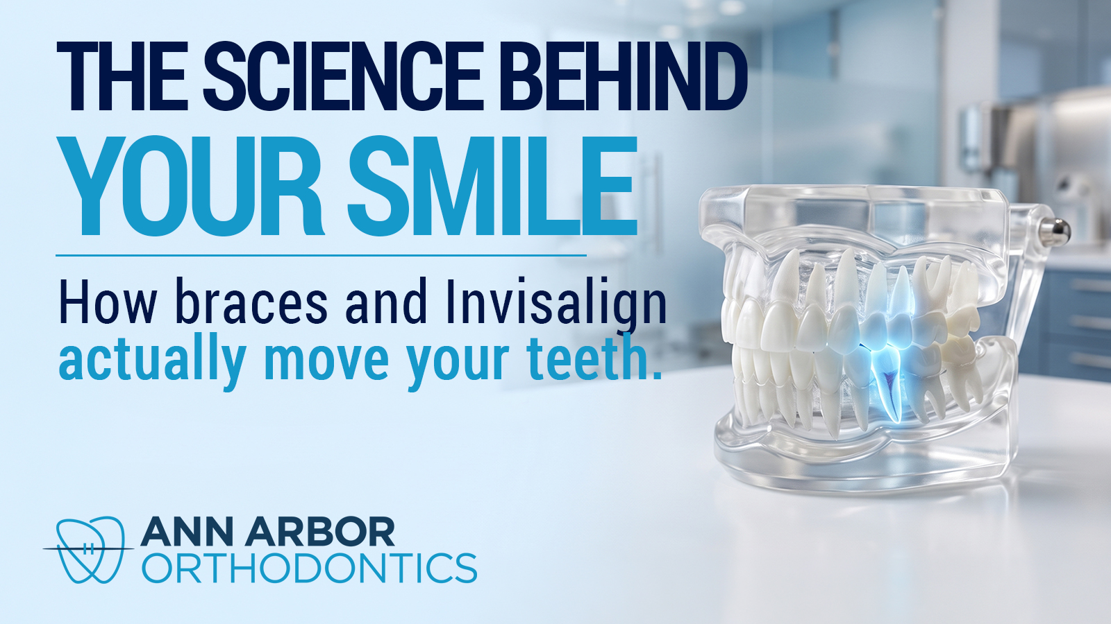 Clear dental model with a highlighted tooth root, illustrating the biological process of bone remodeling that allows braces and Invisalign to gradually move teeth.